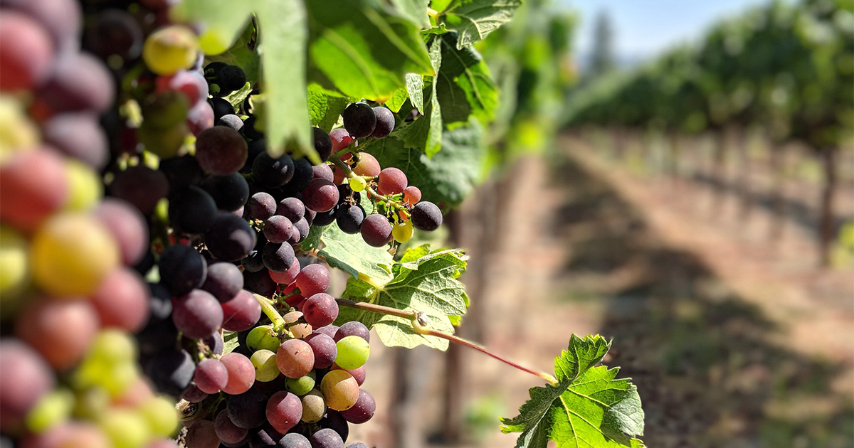 Yonah Mountain Vineyards | Photo: Facebook/yonahmountainvineyards