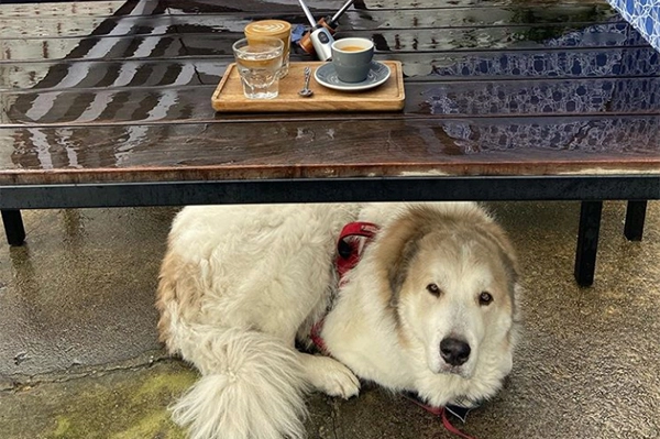 Little Bear - Owner Jarrett Stieber's Dog, Fernando "Little Bear" | Photo: Instagram/littlebearatl