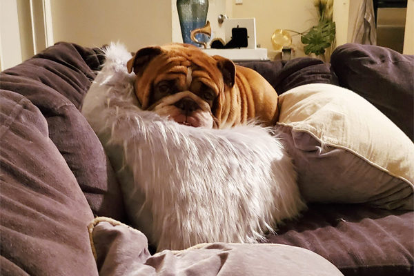 Big Poppa Relaxing on the couch