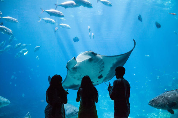 The Georgia Aquarium - Manta Ray | Photo: Facebook/georgiaaquarium