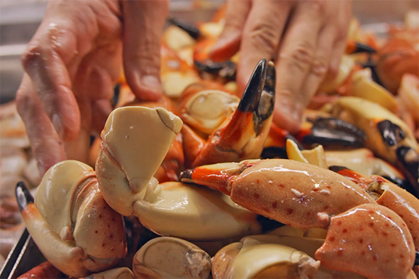 Stone Crab from Atlanta Fish Market.