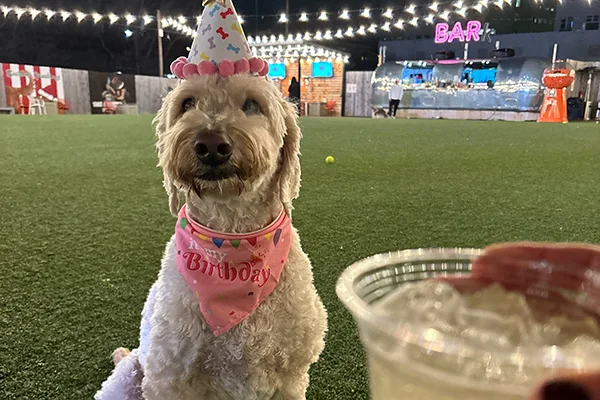 fetch dog park